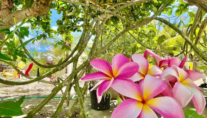 Pink plumeria flowers under a leafy tree.