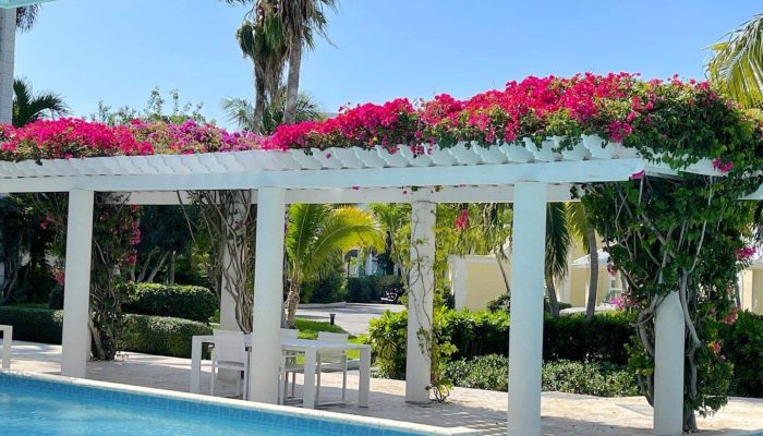 Poolside pergola with vibrant pink flowers.