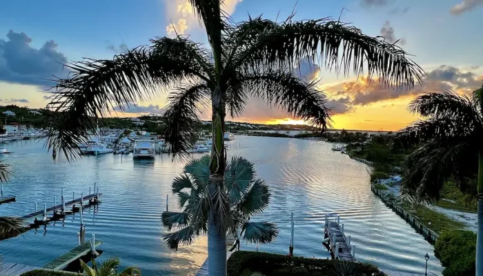 A Palm Tree By A Beach Area